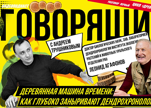 Деревянная машина времени: как глубоко заныривают дендрохронологи | Радио Наука