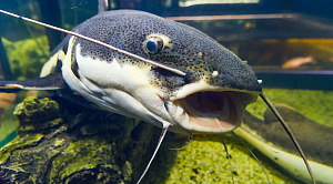 Морским чертями без документов не рады в Челябинске