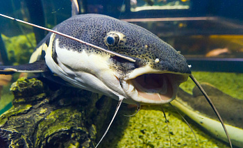 Морским чертями без документов не рады в Челябинске