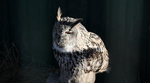 В Челябинске запретят жестокие фотосессии с животными 