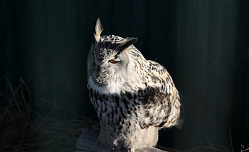 В Челябинске запретят жестокие фотосессии с животными 