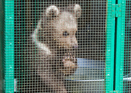 Медвежьи истории: как спасают косолапых в Челябинской области