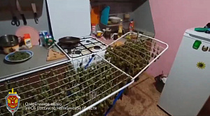 Челябинскому садоводу-затворнику пришлось отвечать за наркополяну