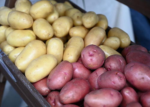 В Челябинской области выросло производство сельхозпродукции