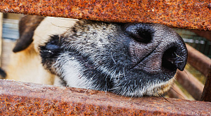 Московский зоопарк или навсегда в приюте: кто заберёт собаку из челябинского «Додо»
