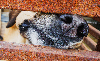 Московский зоопарк или навсегда в приюте: кто заберёт собаку из челябинского «Додо»