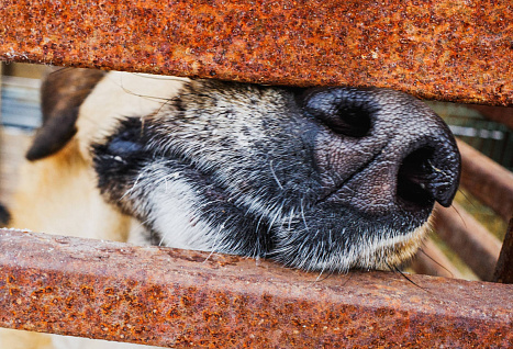 Московский зоопарк или навсегда в приюте: кто заберёт собаку из челябинского «Додо»