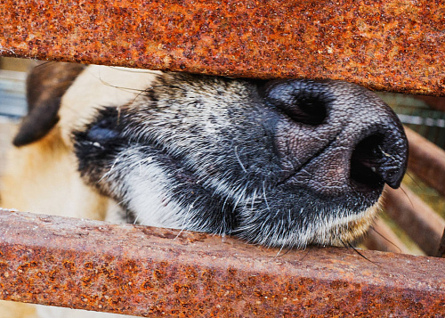 Московский зоопарк или навсегда в приюте: кто заберёт собаку из челябинского «Додо»