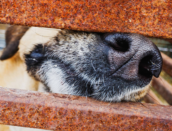 Московский зоопарк или навсегда в приюте: кто заберёт собаку из челябинского «Додо»