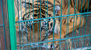 Тигр-старичок Матис из Челябинского зоопарка вернулся к обычной жизни