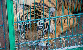 Тигр-старичок Матис из Челябинского зоопарка вернулся к обычной жизни