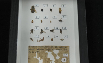 Жучки и скрепки: челябинские реставраторы собрали две уникальные коллекции