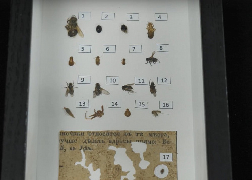 Жучки и скрепки: челябинские реставраторы собрали две уникальные коллекции