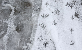 Жителей центра Челябинска предупредили о зеленой воде из-под крана