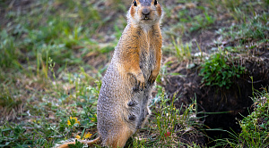 Суслик Егорка вылез из норки и улыбнулся солнечному Челябинску