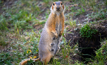Суслик Егорка вылез из норки и улыбнулся солнечному Челябинску
