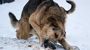 В Челябинске собаколов застрял под плитой возле труб отопления