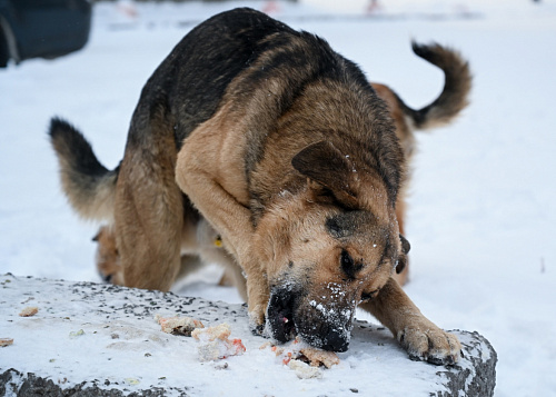 В приюте рассказали о собаке, ставшей причиной хейта пиццерии в Челябинске