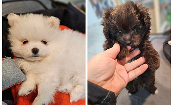 Соцсети помогли полиции вернуть украденных щенков шпица и мальтипу в Озерске