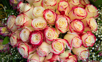 Мошенники тоже готовятся к 8 Марта: три главные «праздничные» схемы обмана