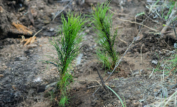 Второй тур «Зеленого зачета» поставил рекорд