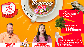 Как приручить игуану, вернуться из леса невредимым, путешествовать по лесу с котом //Поутру