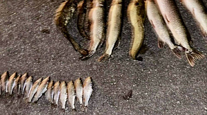 Улов не удался: саткинские браконьеры лишились лодки, мотора и «японца»