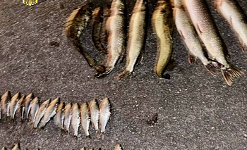 Улов не удался: саткинские браконьеры лишились лодки, мотора и «японца»