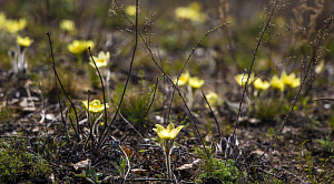 Жара до +30 градусов может установиться в Челябинской области в апреле