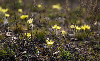 Жара до +30 градусов может установиться в Челябинской области в апреле