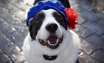 Милота дня: в центре Челябинска собрались корги в смешных костюмах