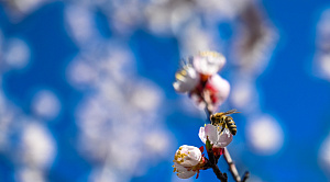 Полосатая экспансия: почему азиатские пчёлы захватывают Южный Урал