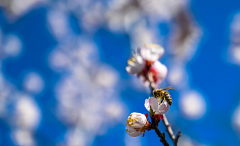 Полосатая экспансия: почему азиатские пчёлы захватывают Южный Урал