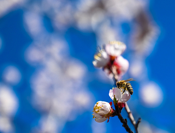 Полосатая экспансия: почему азиатские пчёлы захватывают Южный Урал