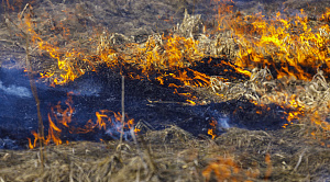 105 пожаров с мусором и сухостоем произошло за сутки в Челябинской области