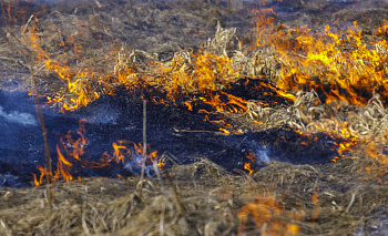 105 пожаров с мусором и сухостоем произошло за сутки в Челябинской области