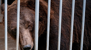 Медведь Степан не сможет переехать из тесной клетки в Челябинский зоопарк