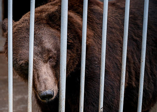 Медведь Степан не сможет переехать из тесной клетки в Челябинский зоопарк