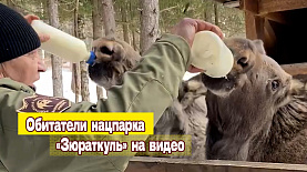 Обитатели нацпарка «Зюраткуль» на видео