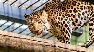 В Челябинском зоопарке скончался леопард-долгожитель Амир