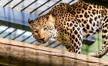 В Челябинском зоопарке скончался леопард-долгожитель Амир